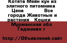 Котята Мейн-кун из элитного питомника › Цена ­ 20 000 - Все города Животные и растения » Кошки   . Мурманская обл.,Гаджиево г.